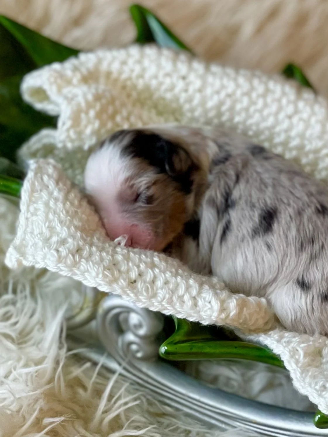 tri blue merle aussiedoodle