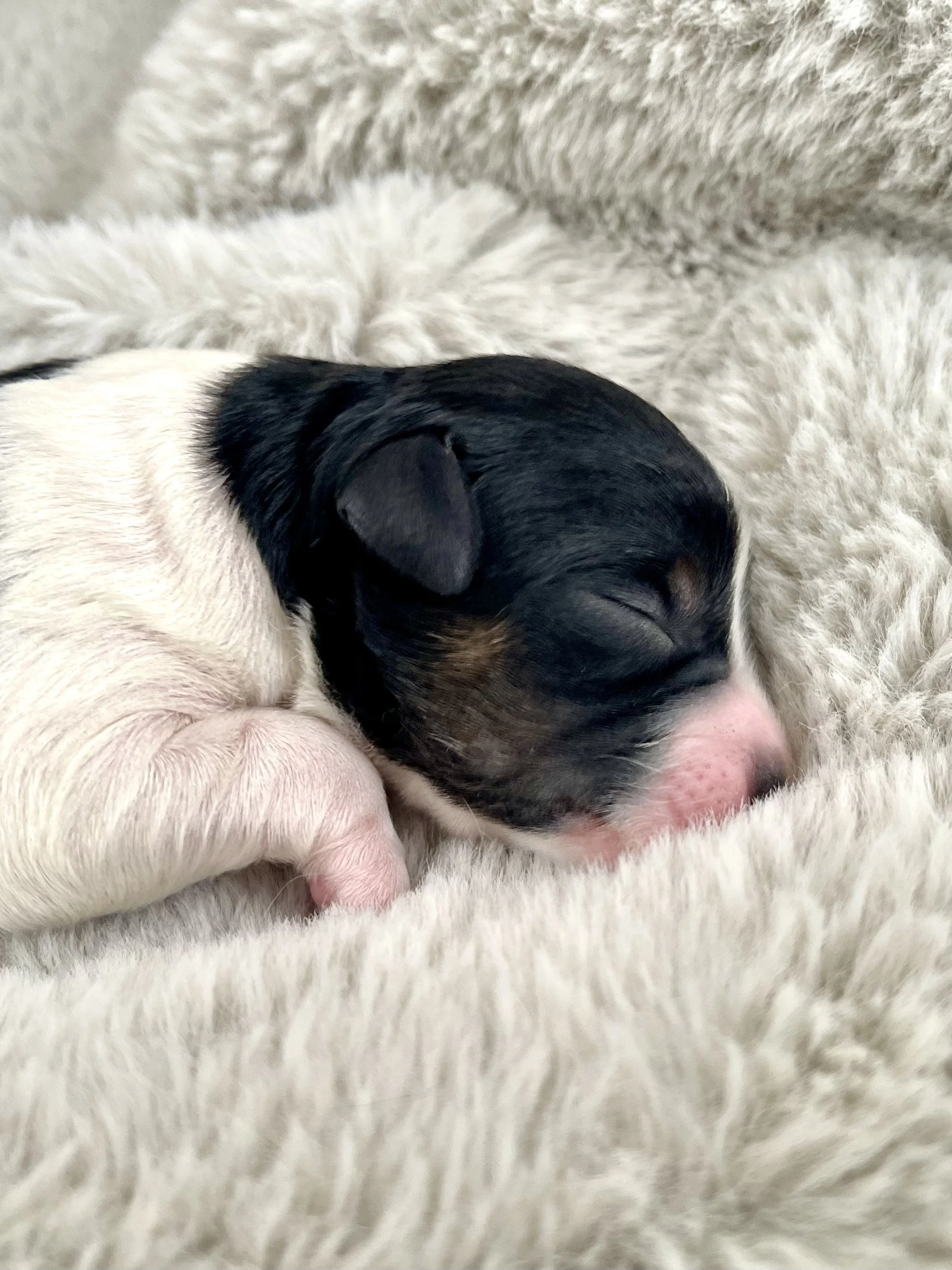 tri blue merle aussiedoodle