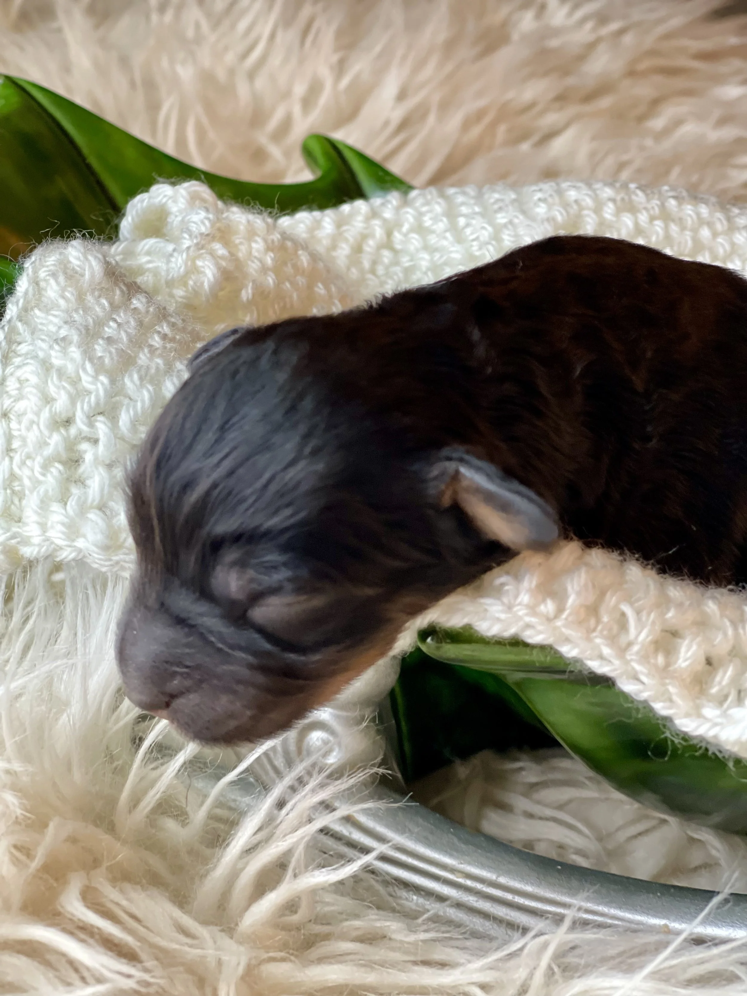 tri black phantom aussiedoodle