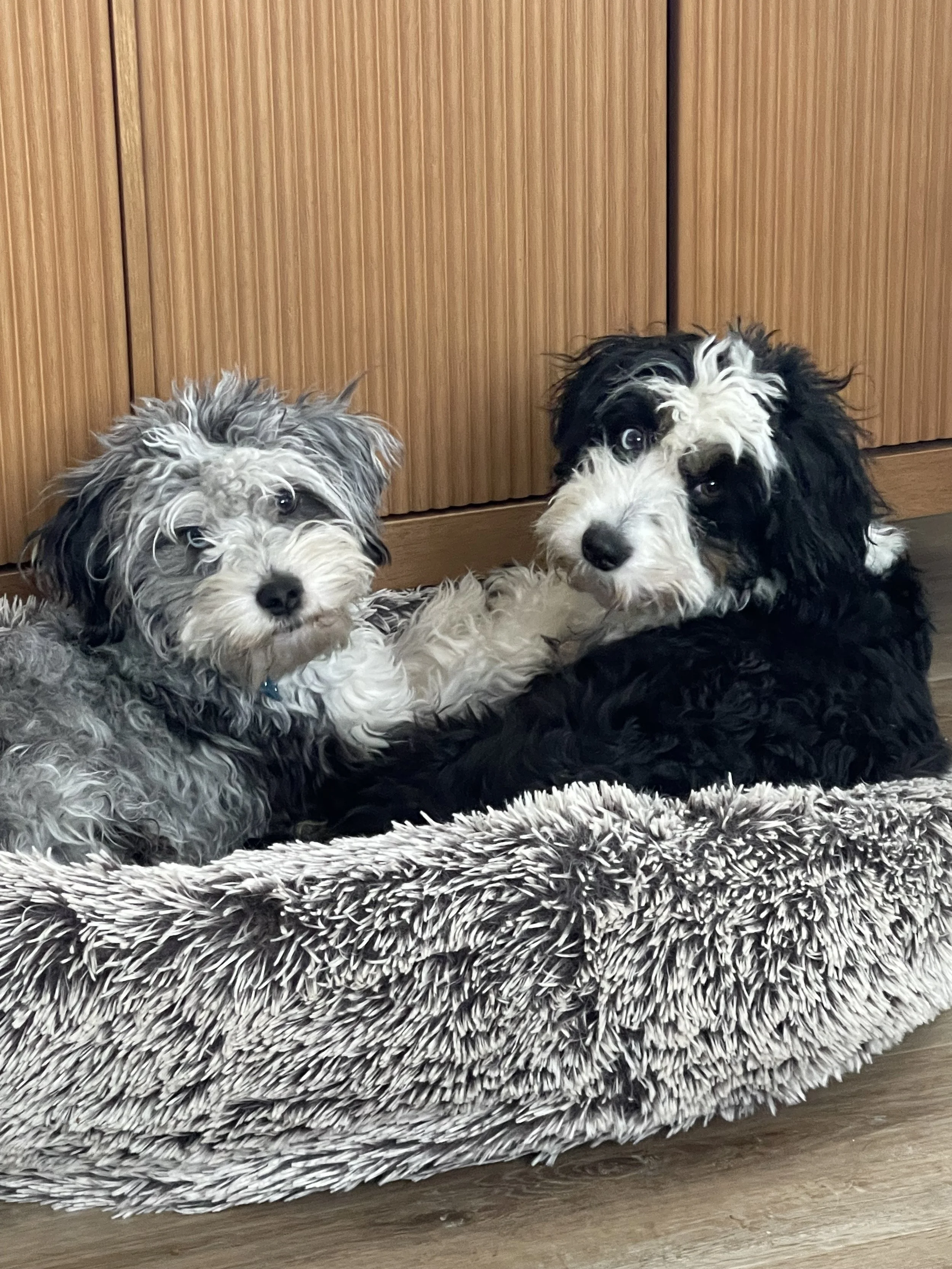 tri blue merle black tri aussiedoodle