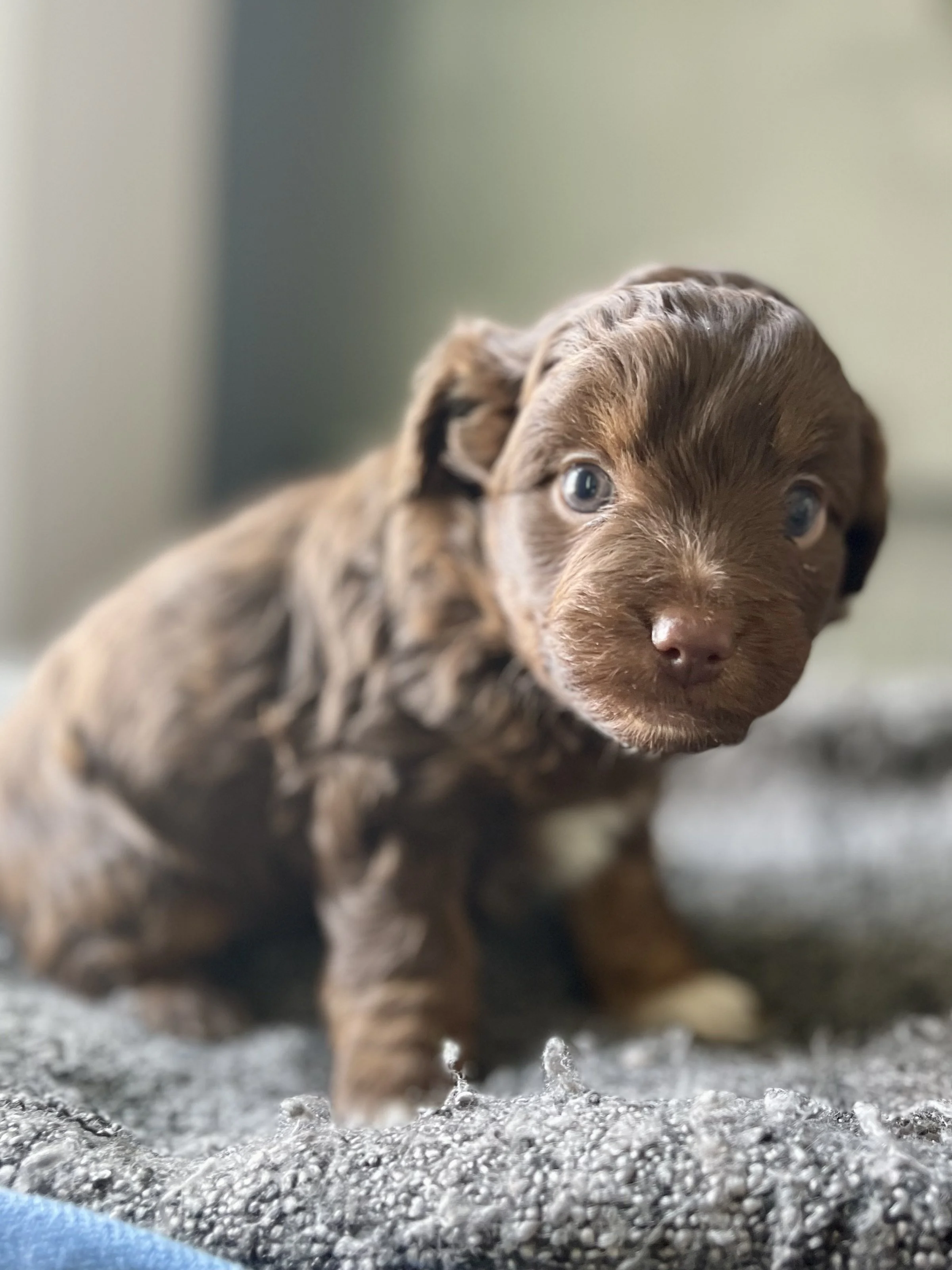 tri brown phantom aussiedoodle