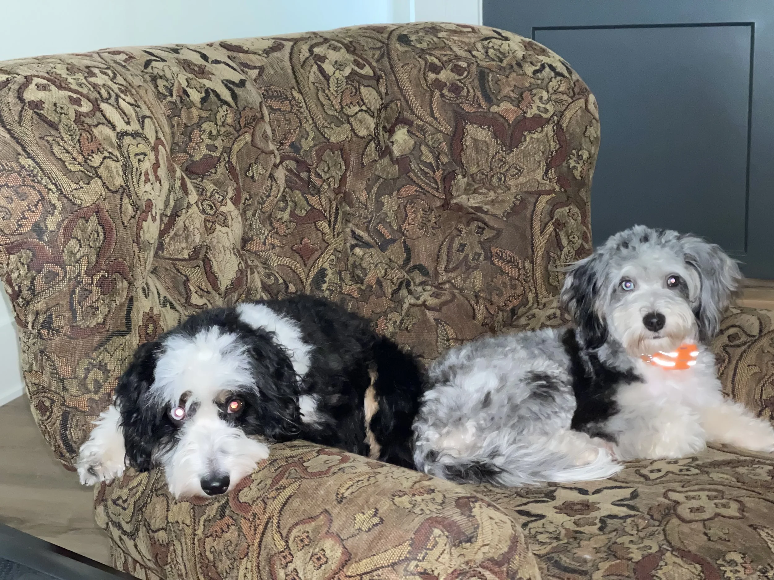 tri blue merle black tri aussiedoodle