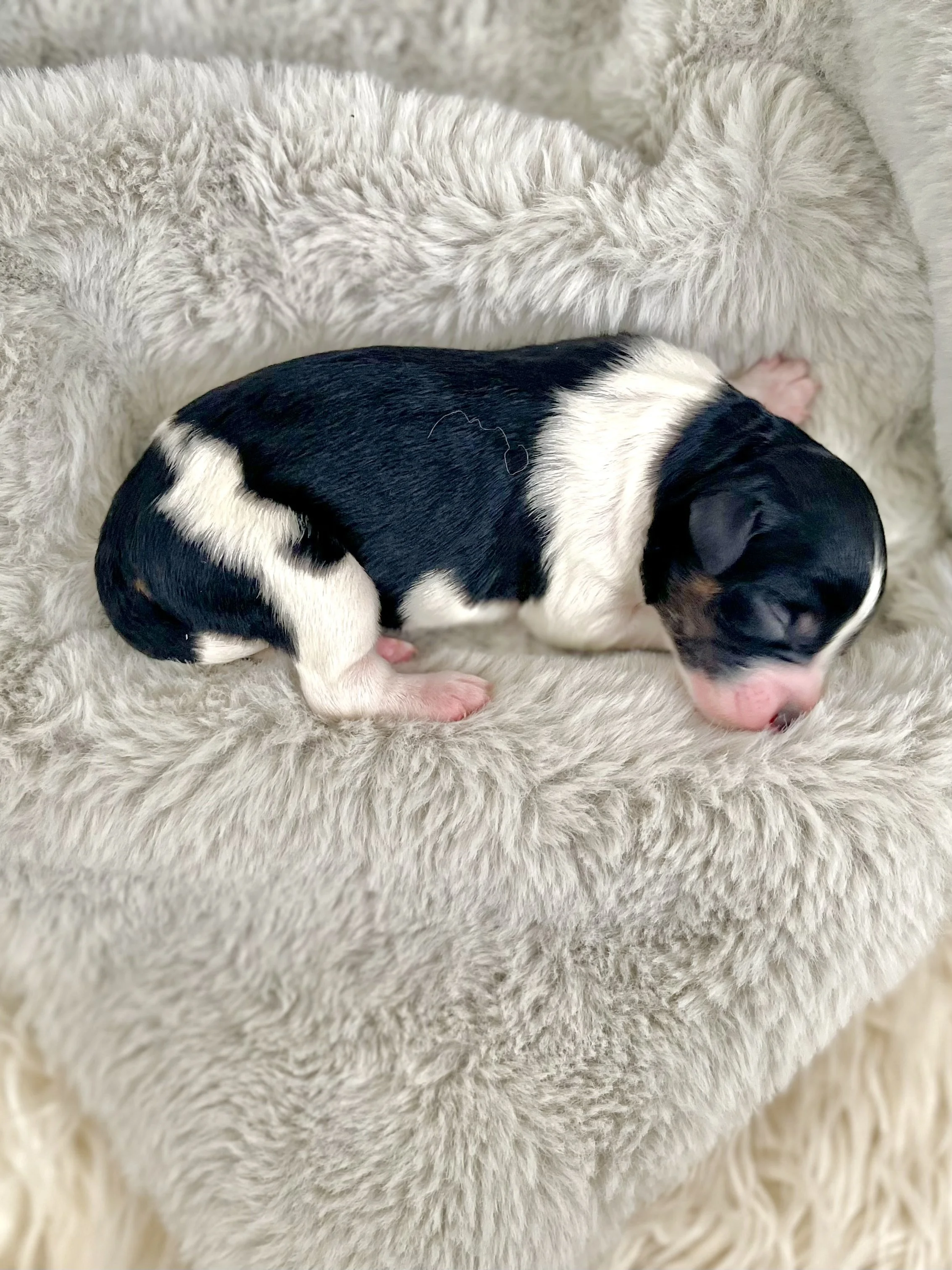 tri blue merle auussiedoodle