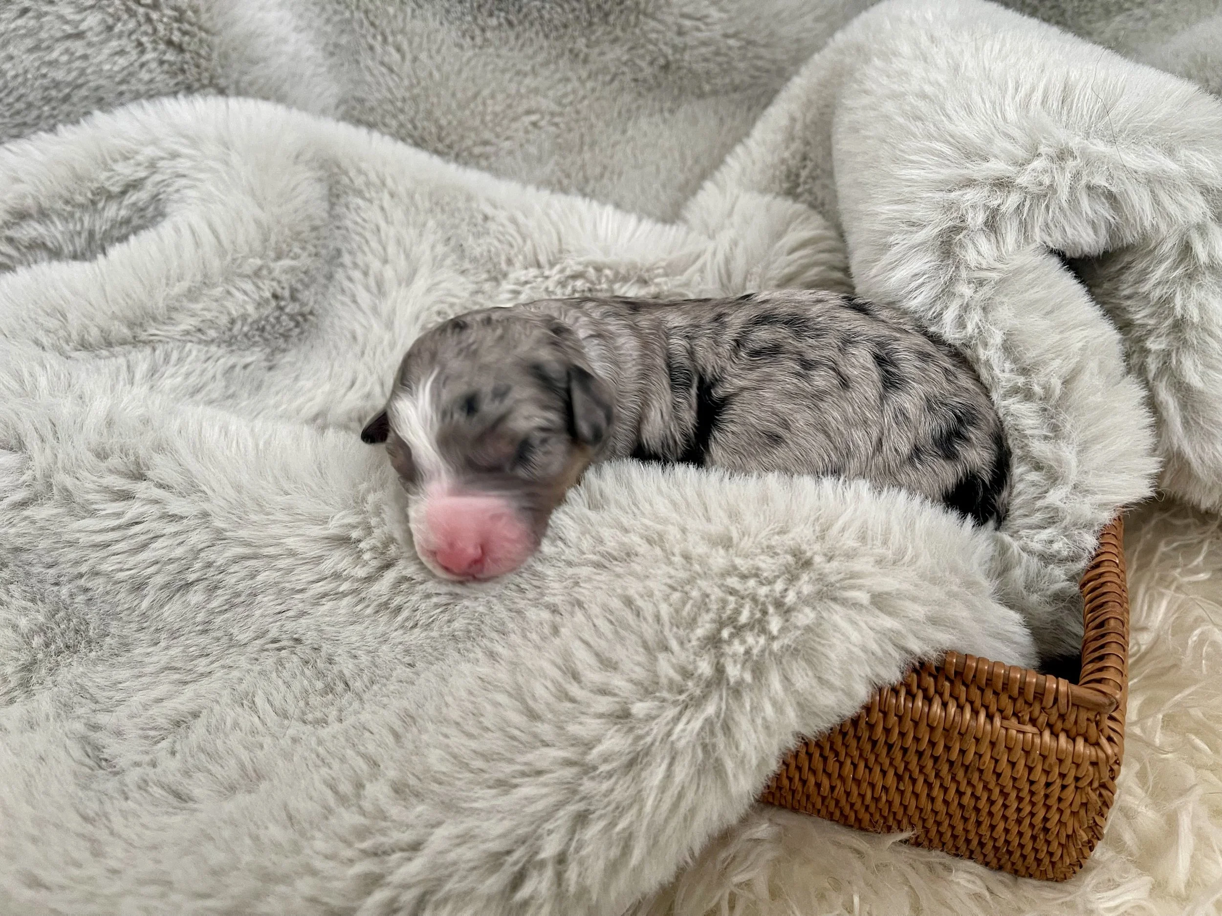 tri blue merle aussiedoodle