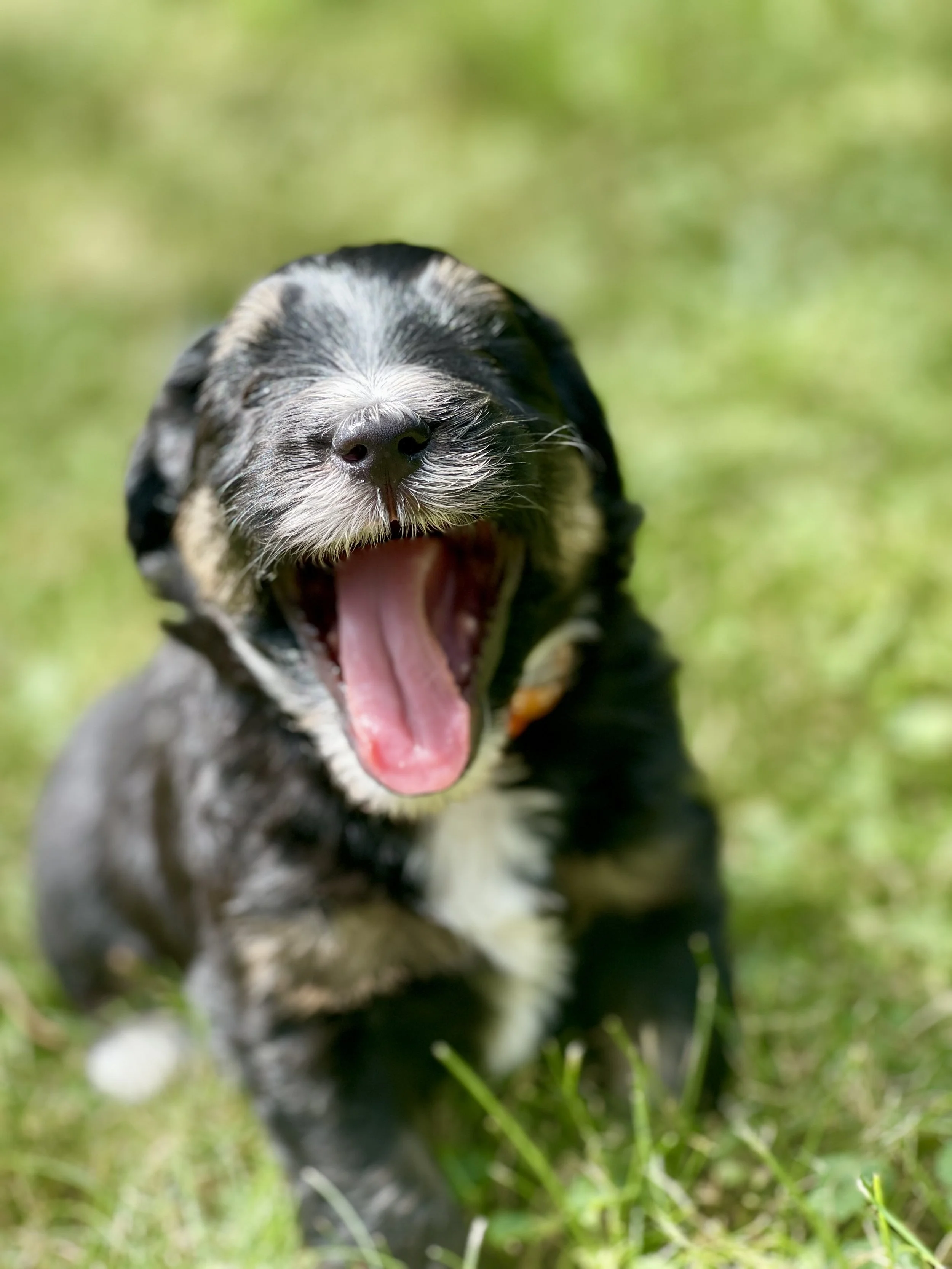 Tuxedo black tri aussiedoodle