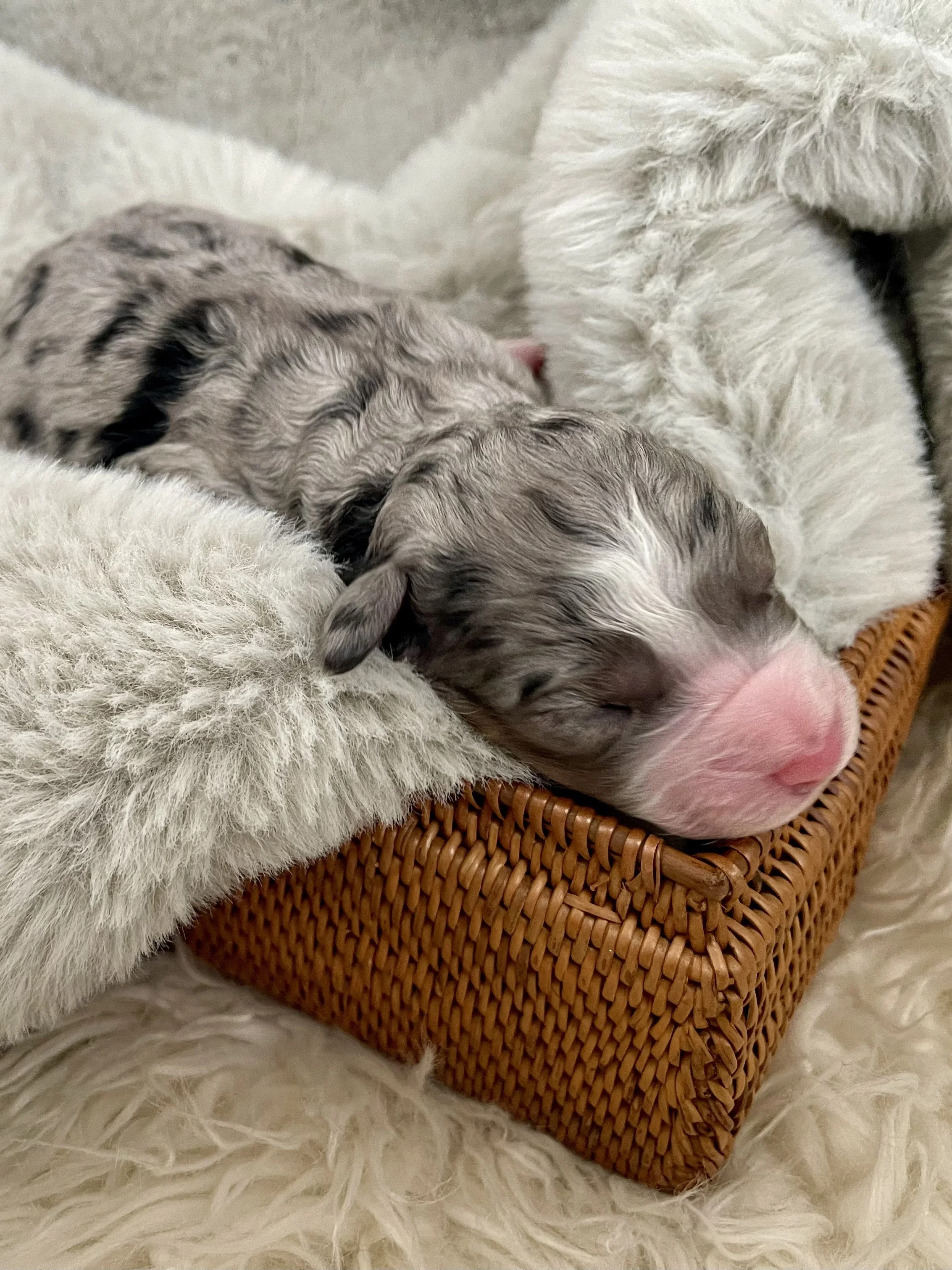 Tri blue merle aussiedoodle