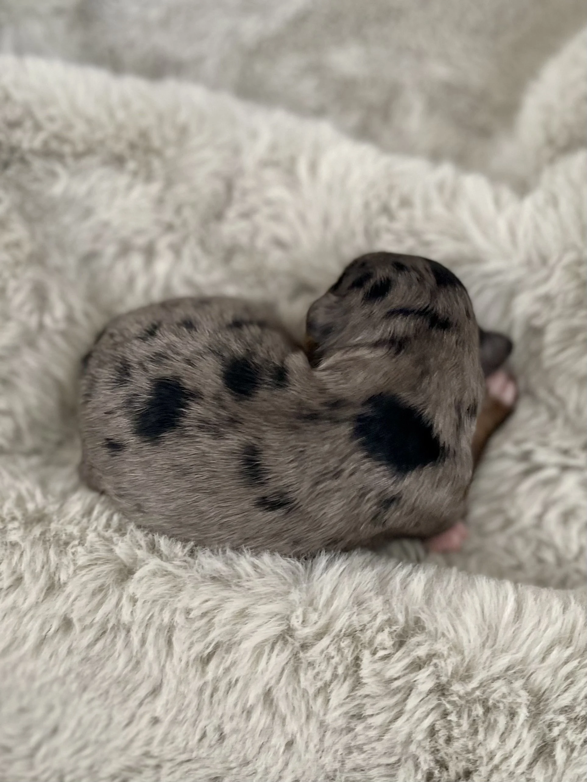 tri blue merle auussiedoodle