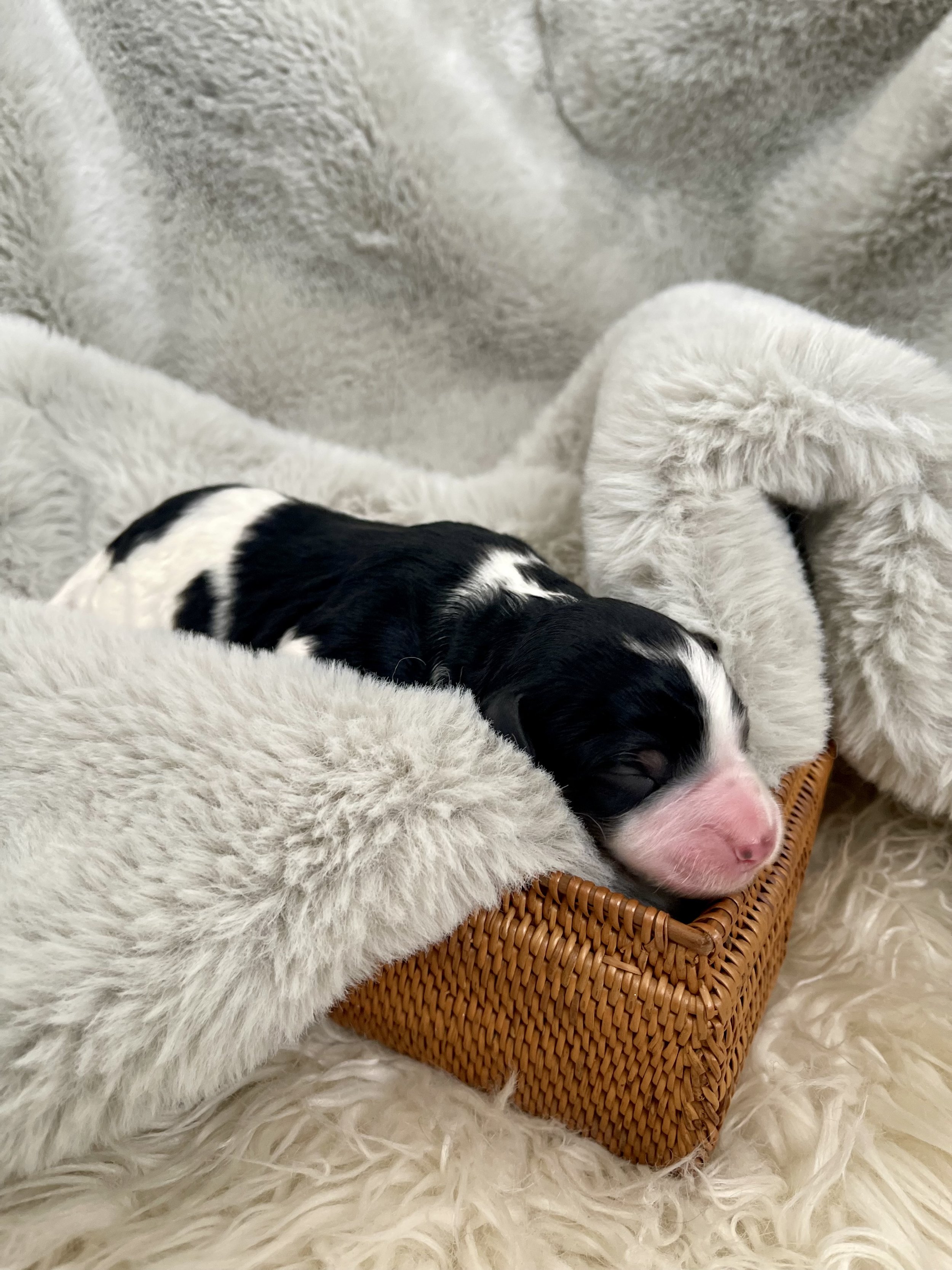 tri blue merle black tri aussiedoodle