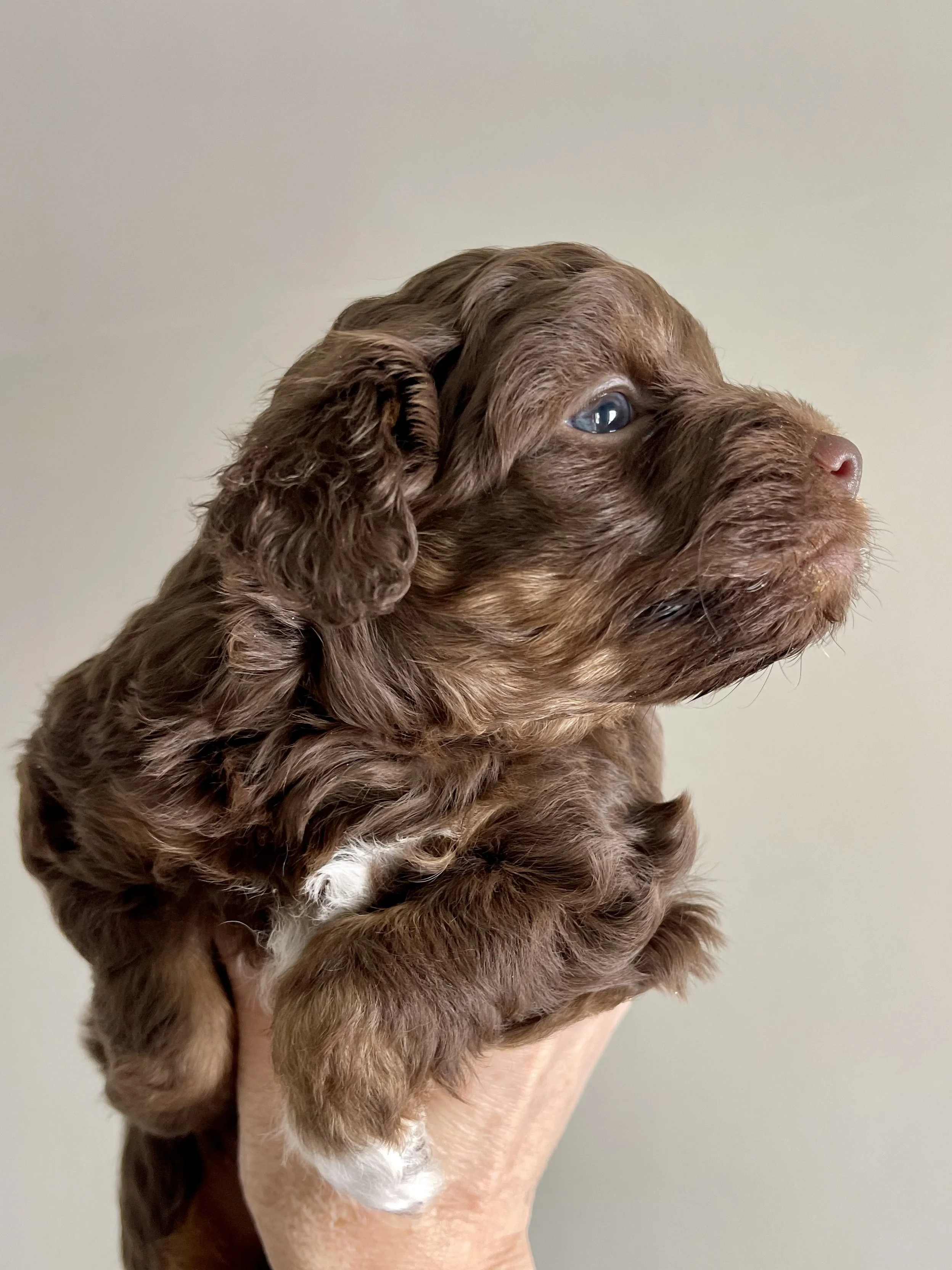 Tri brown phantom aussiedoodle