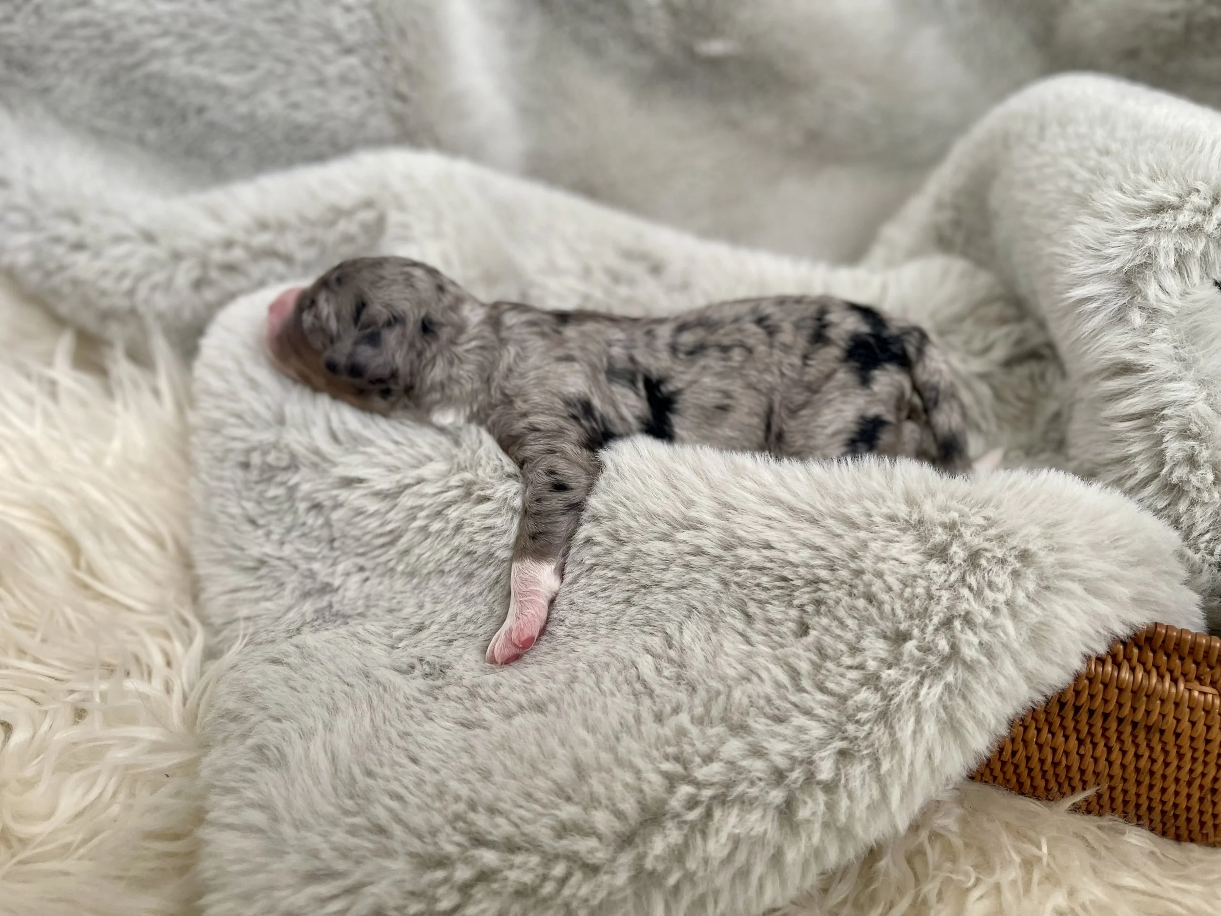tri blue merle aussiedoodle