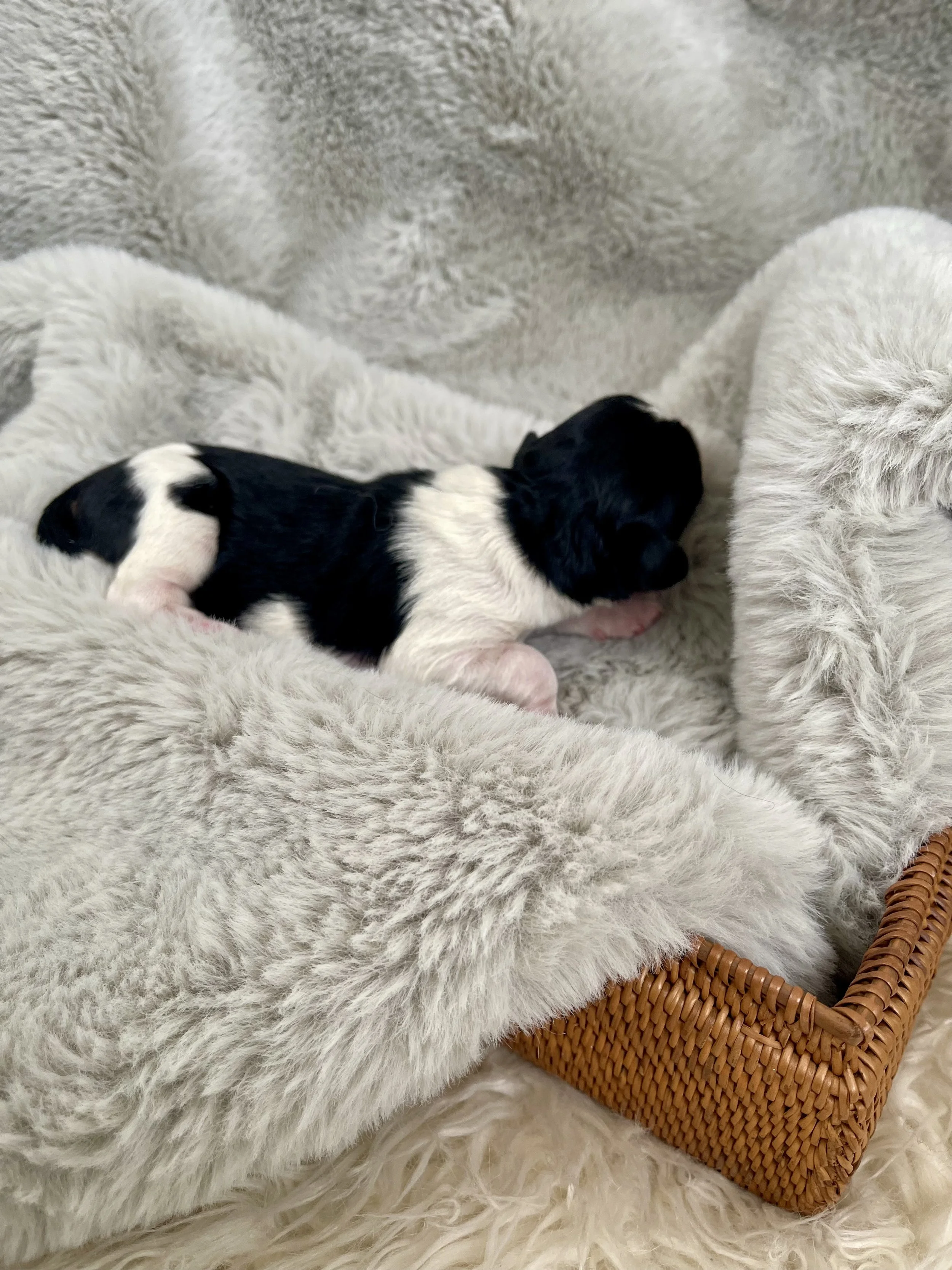 tri blue merle aussiedoodle
