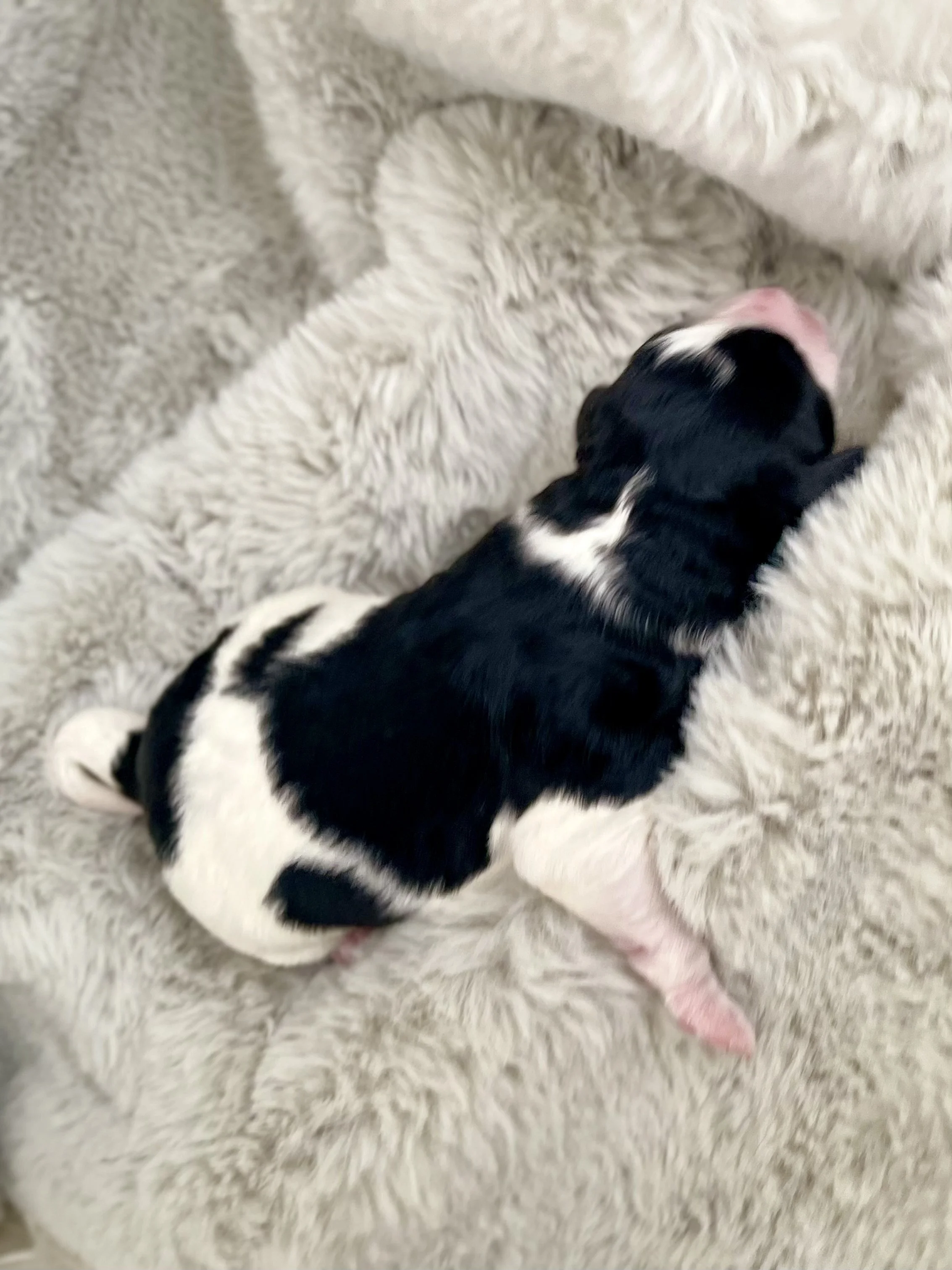 Tri blue merle black tri aussiedoodle