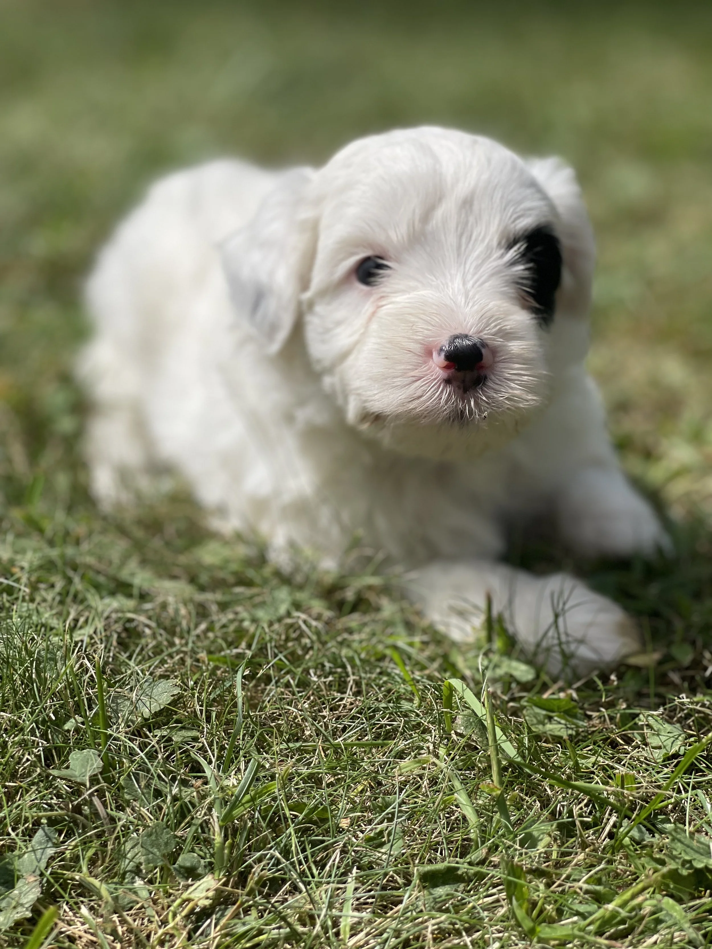black annd white parti aussiedoodle