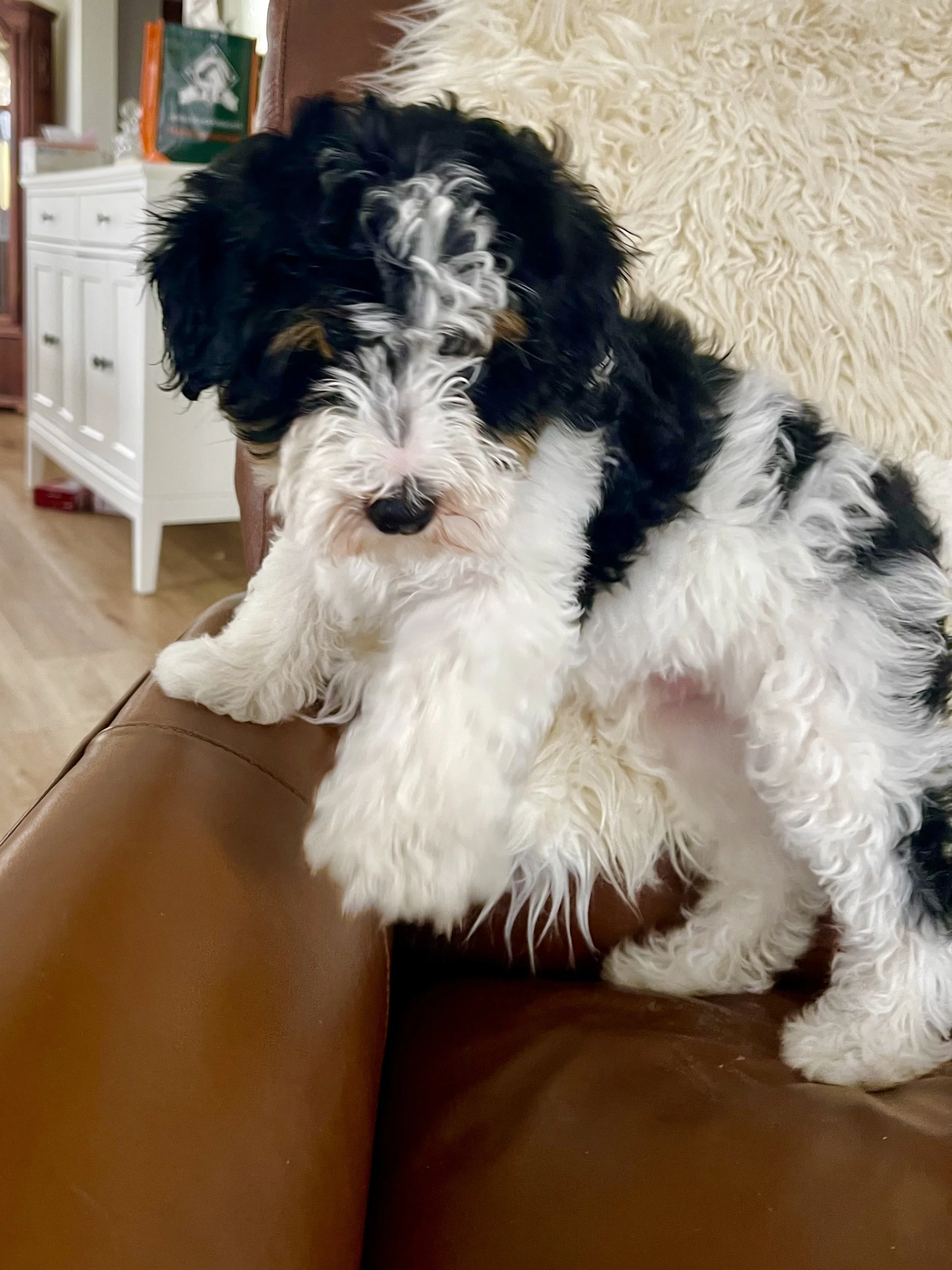 tri blue merle black tri aussiedoodle
