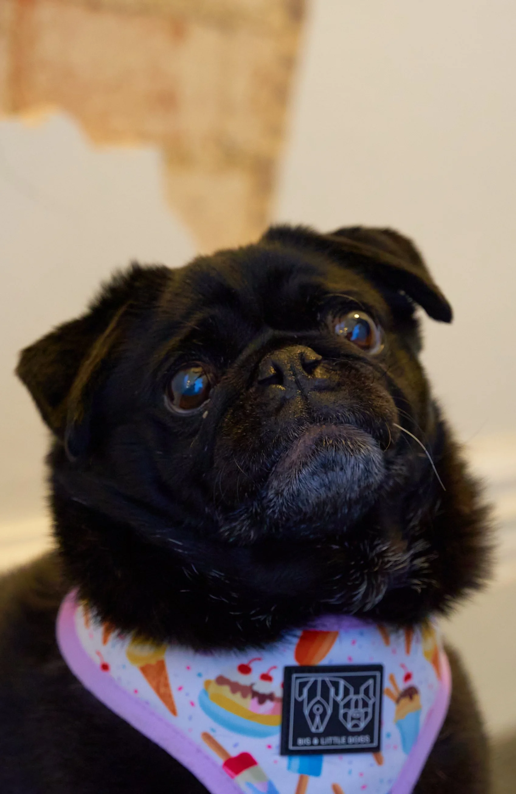 Maya, A black pug dog wearing a colorful harness with ice cream and cake illustrations on it.