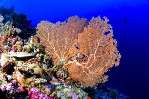 Fuvahmulah-Reef-7-500x333.jpg