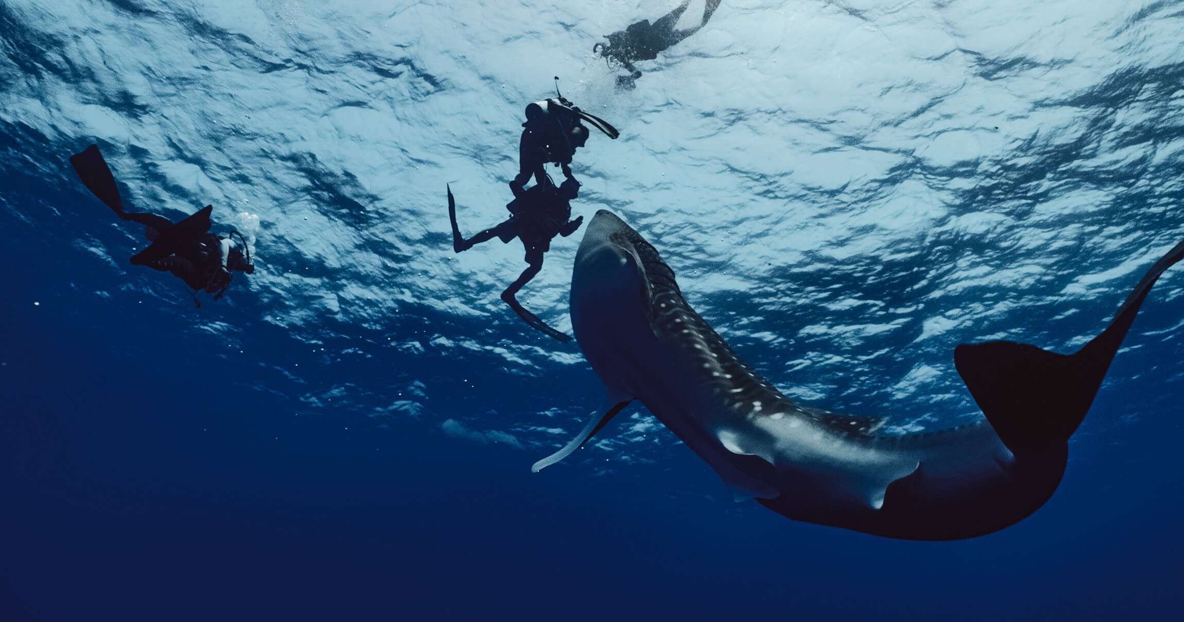 Fuvahmulah-Whale-Shark-Diving-3.jpg
