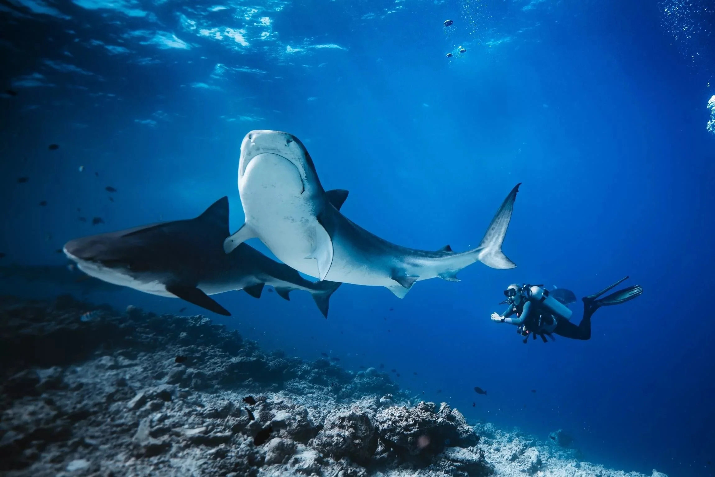 Fuvahmulah-Tiger-Shark-Diving-49.jpeg