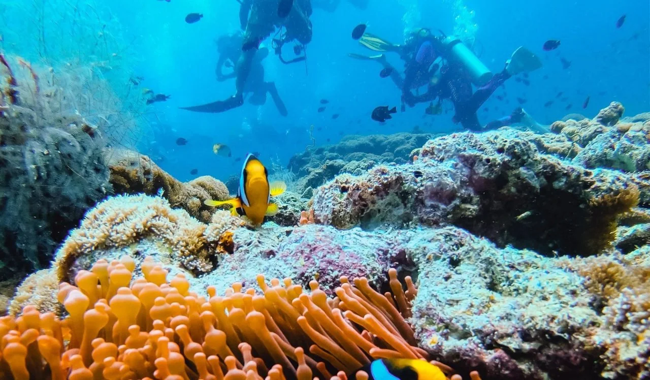 Nemo-scaled-1280x748.jpg