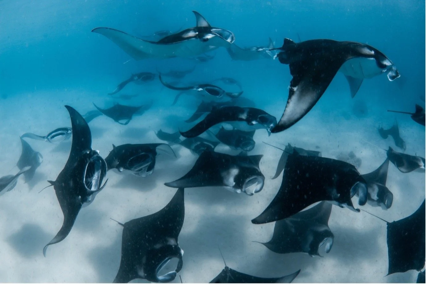 Manta Season: What to Expect!