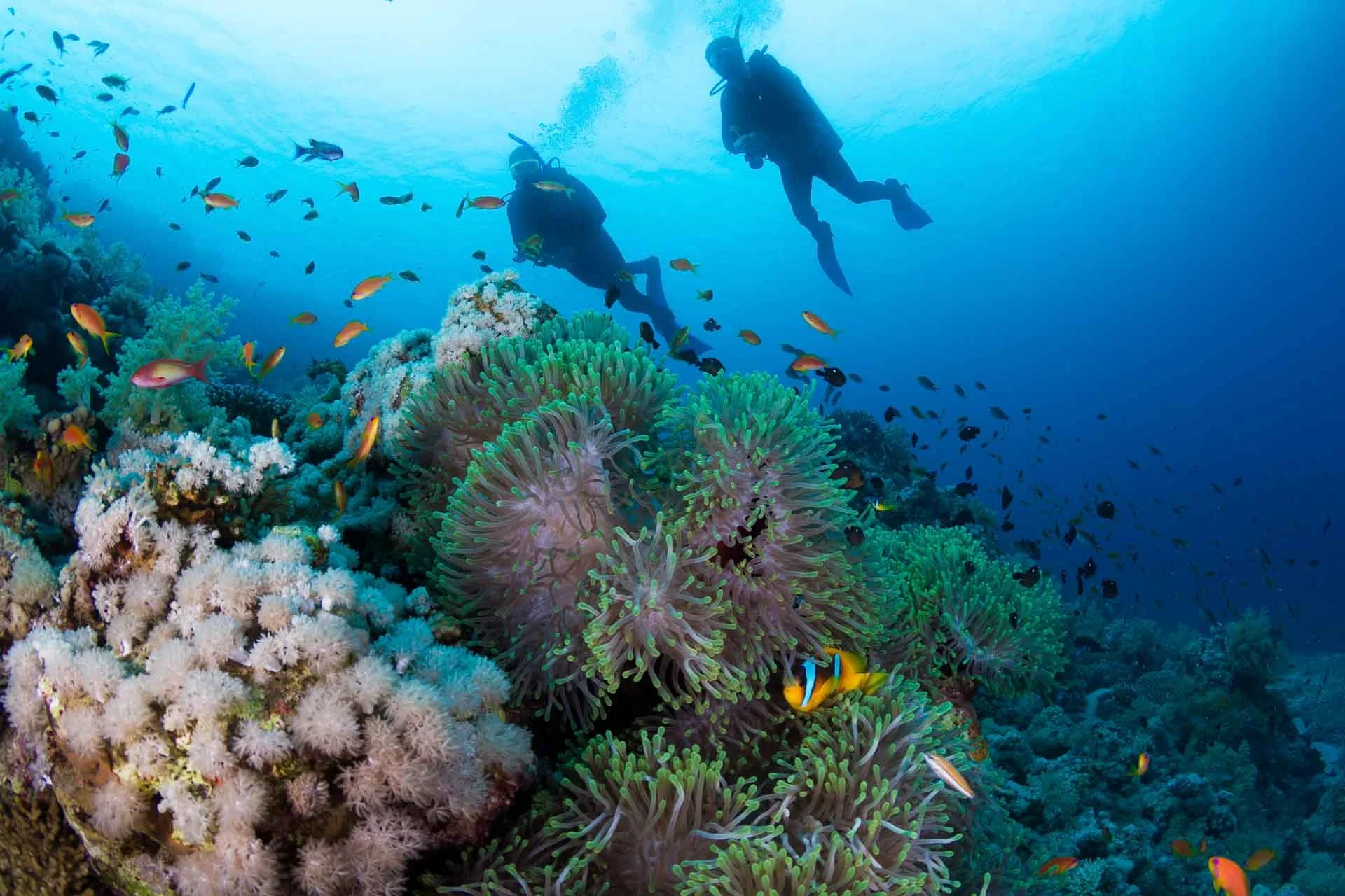 coral-reef-and-divers.jpg