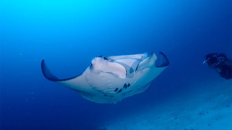 Banner-Scuba-Diving-4_Mobile.jpg