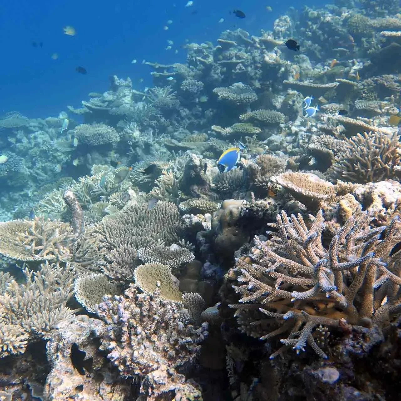 healthy-coral.jpg