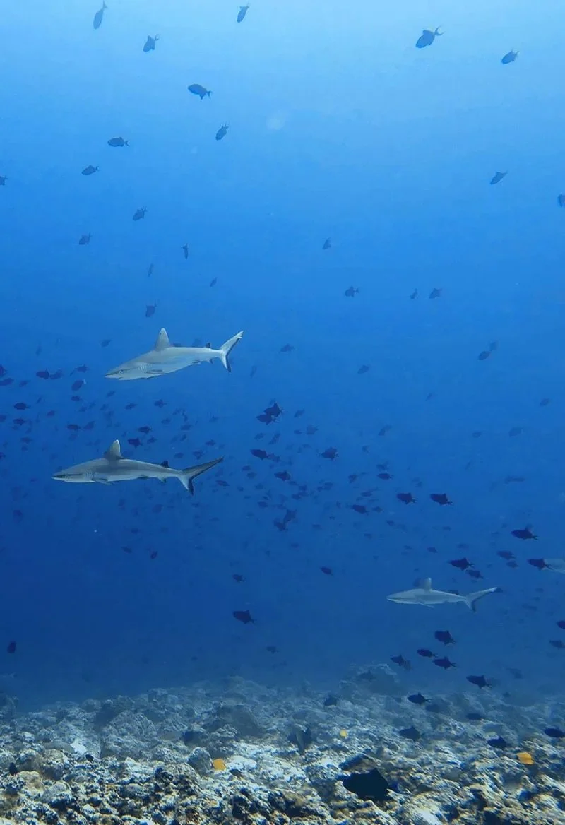 grey-reefs-in-the-blue-HI.jpg