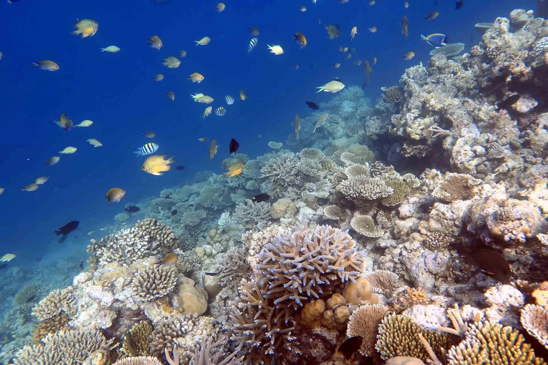 maldivian-giri.jpg