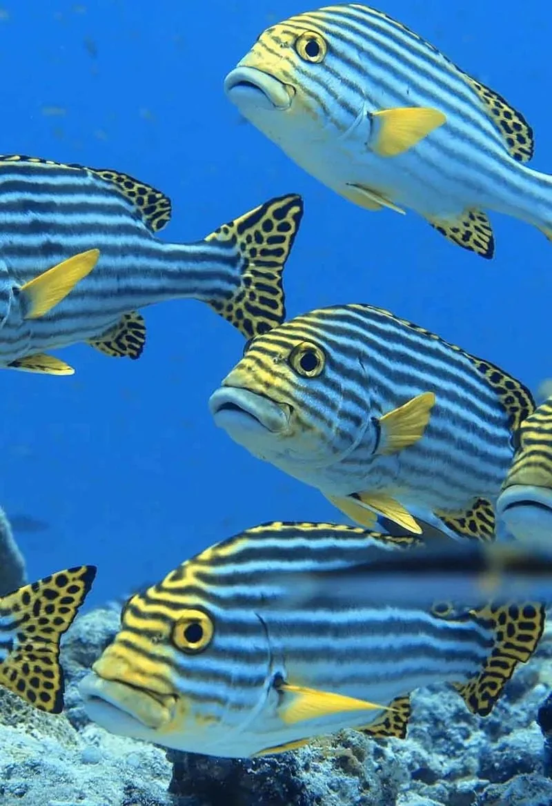 oriental-sweetlips-1-FE.jpg