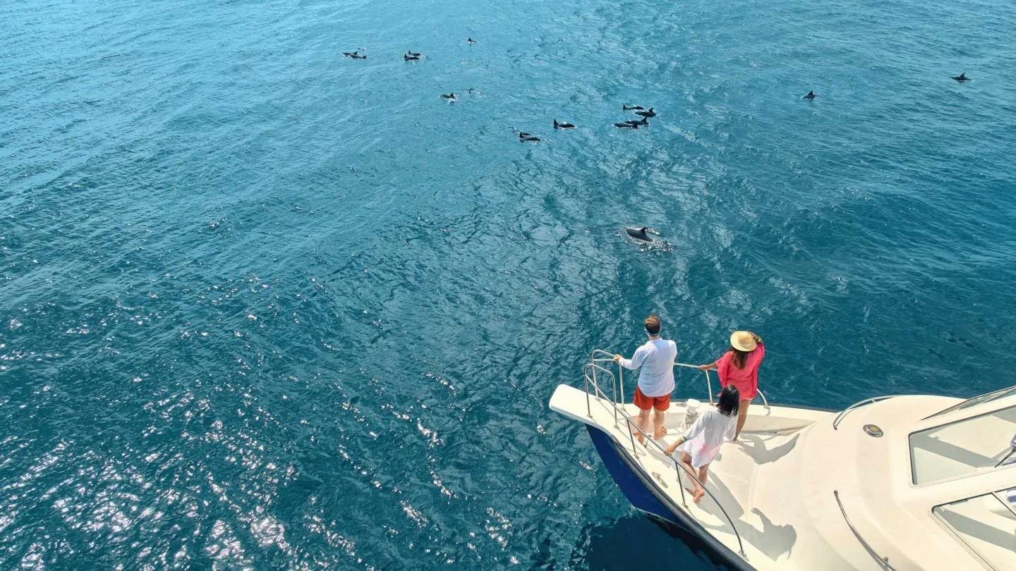 HERO-Dolphin-cruise-1440x810.jpg
