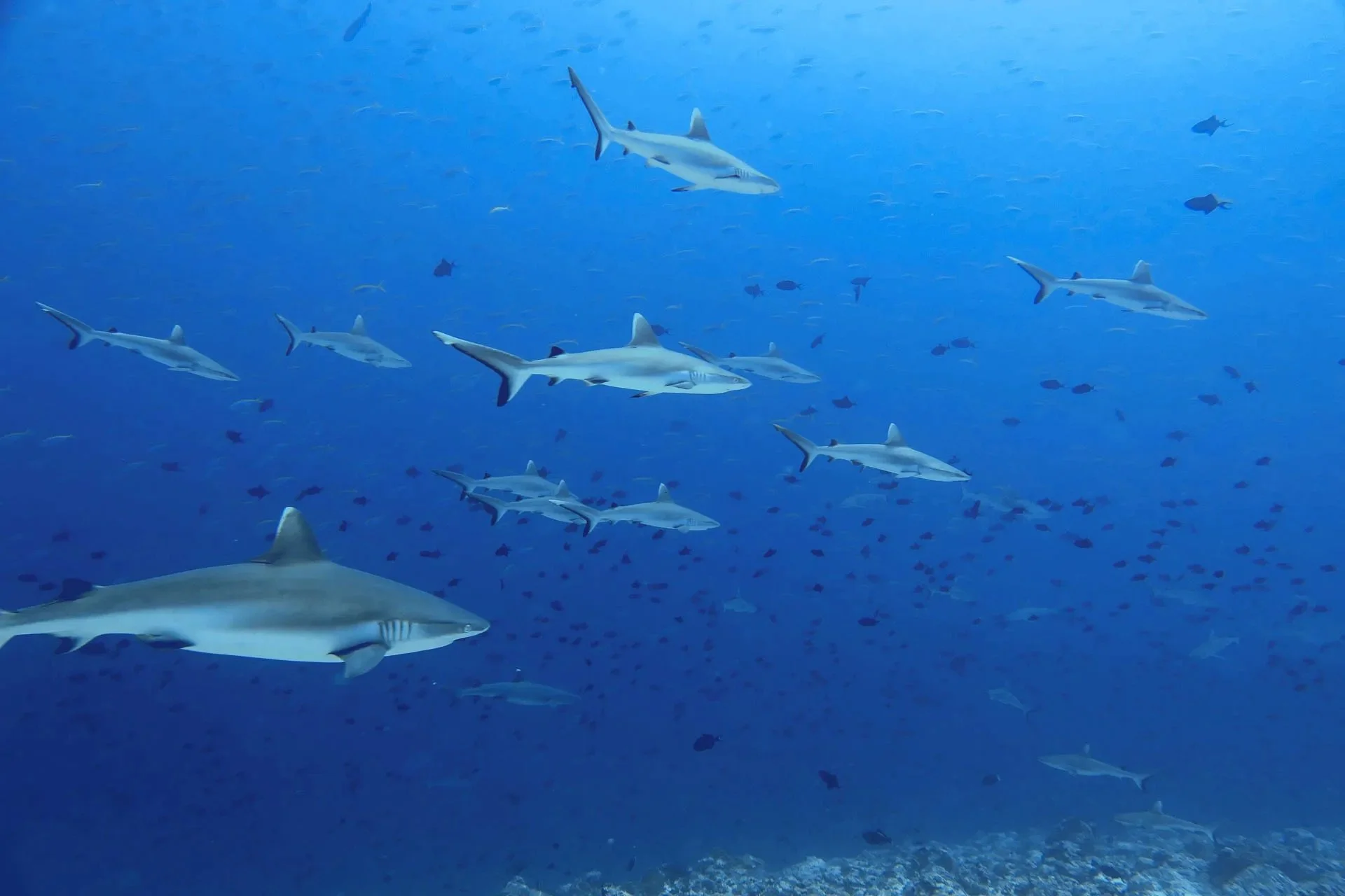 grey-reef-sharks.jpg