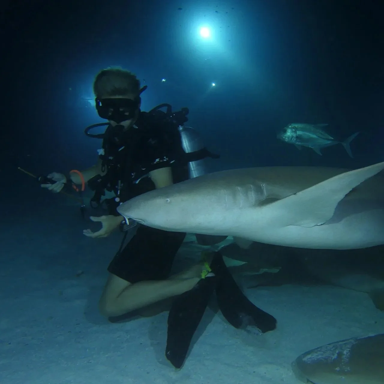 nurse-shark-close-to-diver.jpg