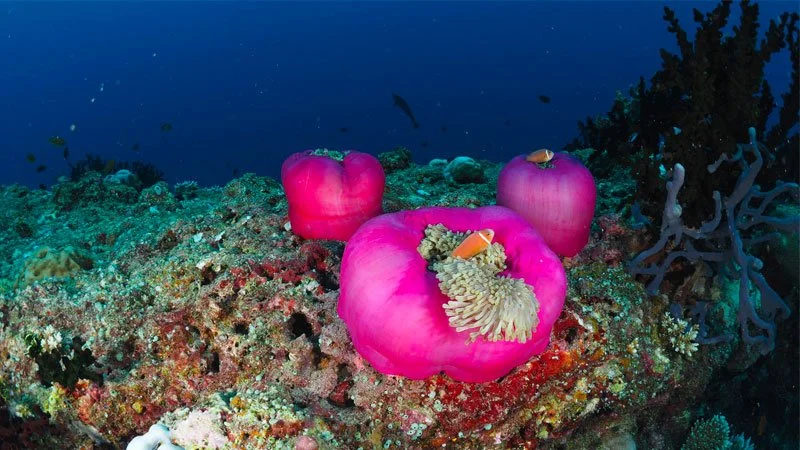 Banner_HouseReef_800x450_1.jpg