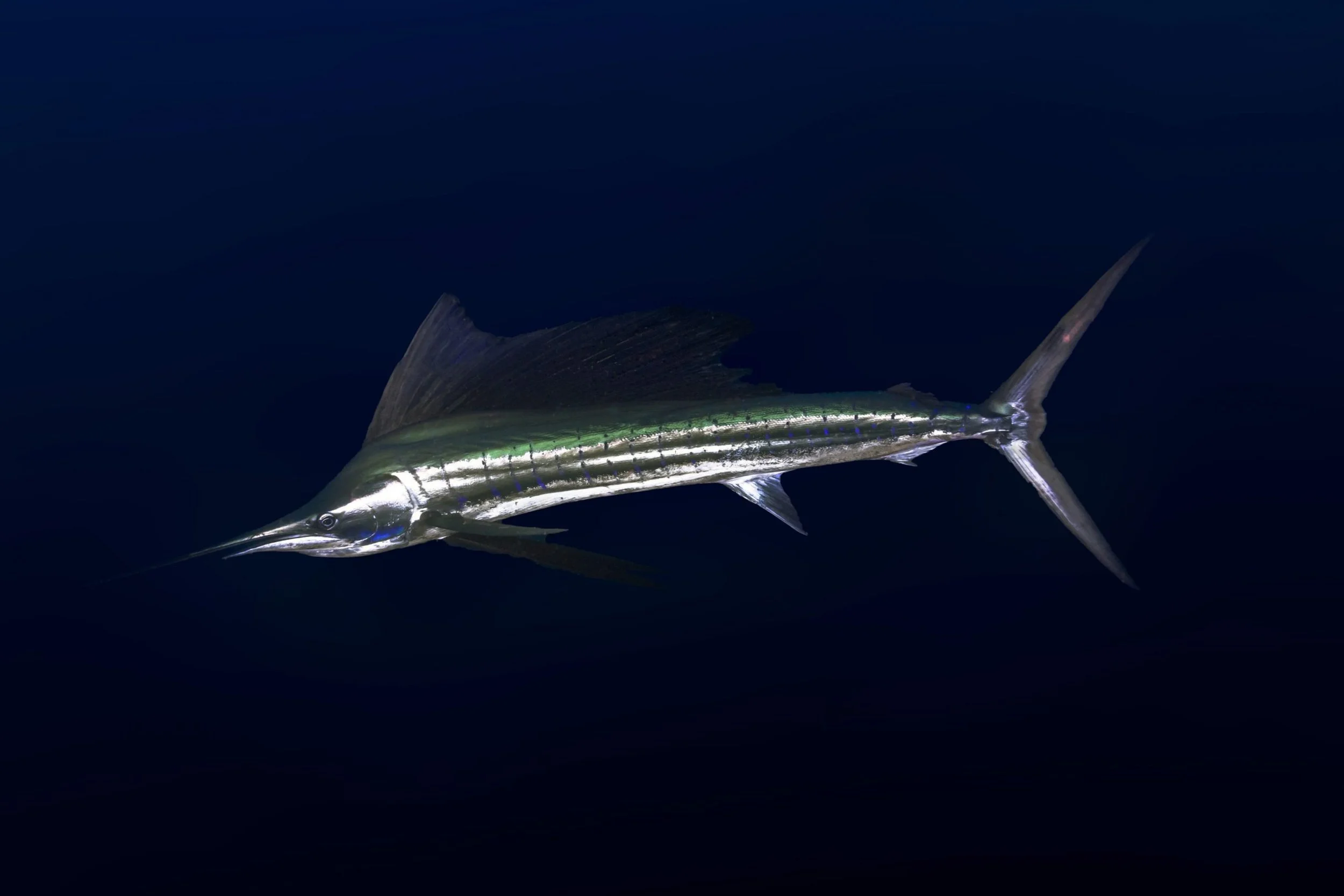 Marlin-1-scaled.jpg