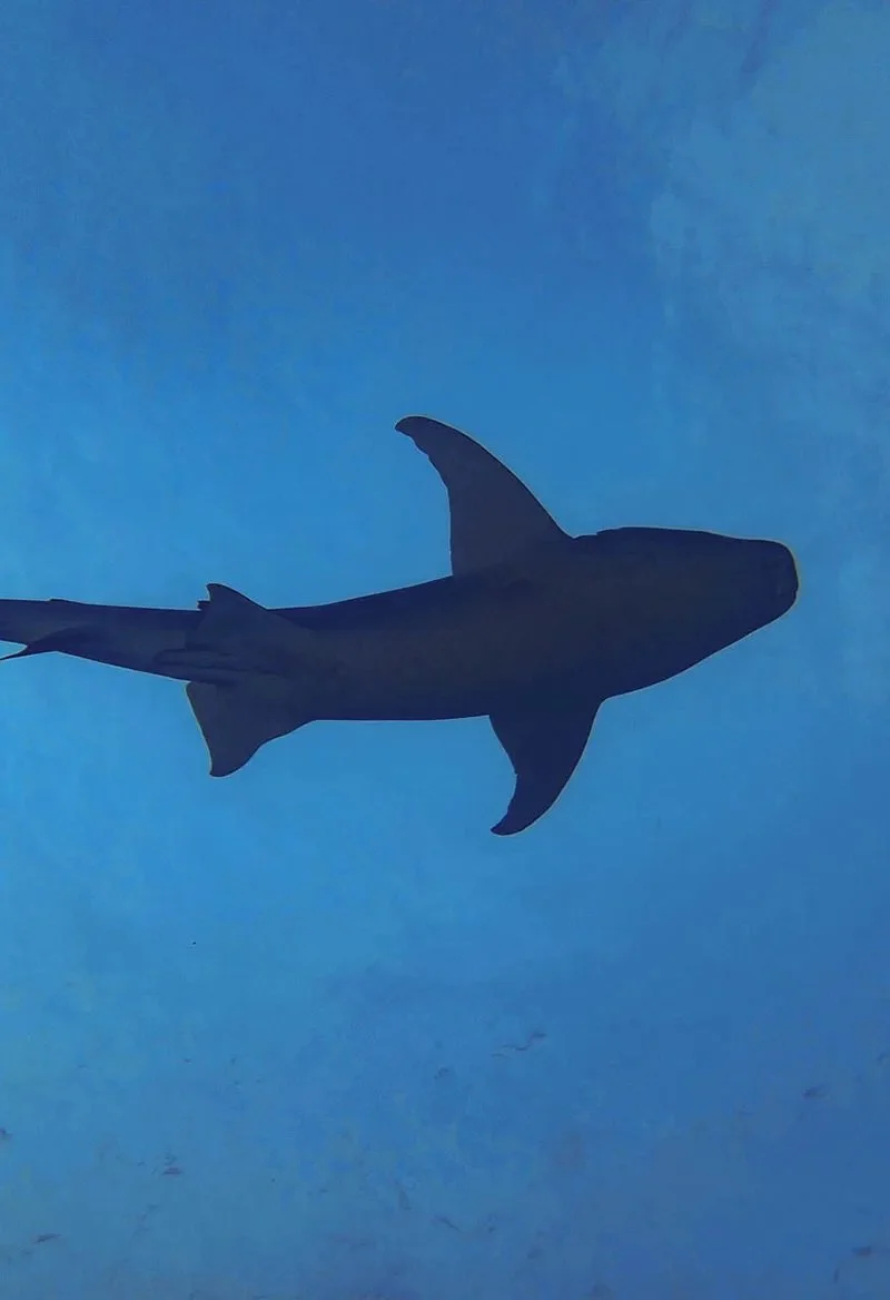 nurse-shark-silhouette-HI.jpg