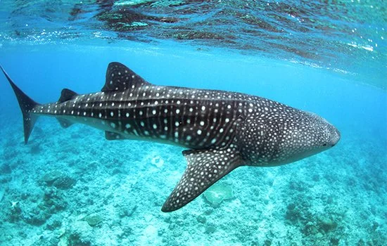 Cover-Guided-Fun-Dives.jpg