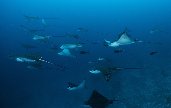 5-Guided-Fun-Dives-Mind-blowing-channel-dives.jpg