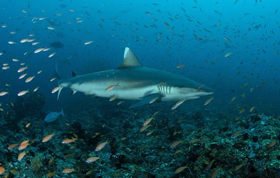 3-Guided-Fun-Dives-Meet-the-king-of-the-ocean.jpg