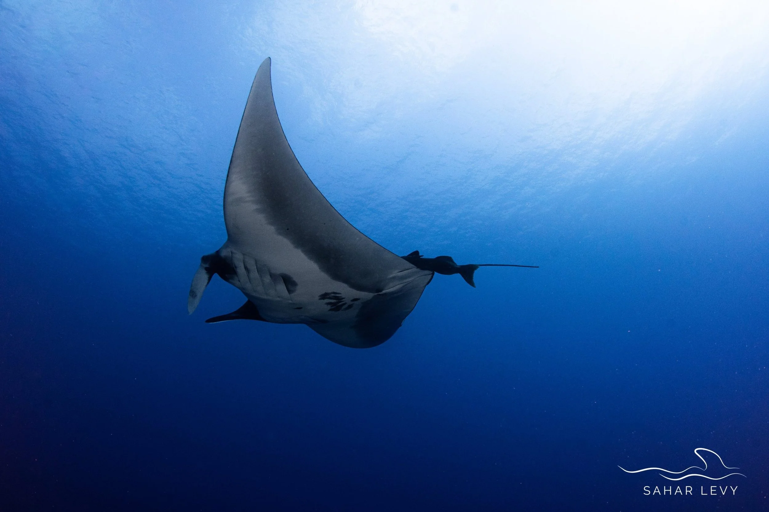 Oceanic-Manta-3-1-scaled.jpg