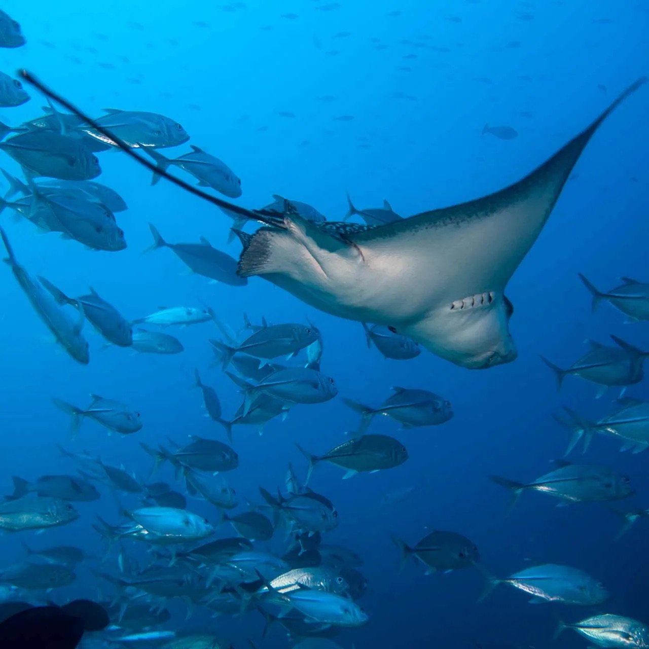 eagle-ray-with-trevallies.jpg