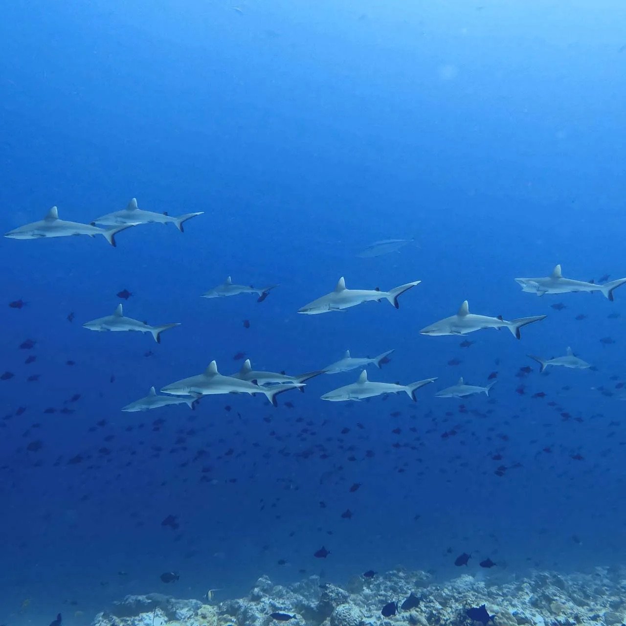 school-of-grey-reefs.jpg