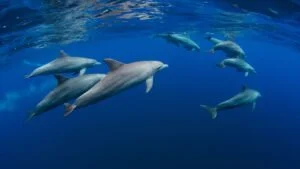 nws-st-indian-ocean-dolphins-300x169.jpg
