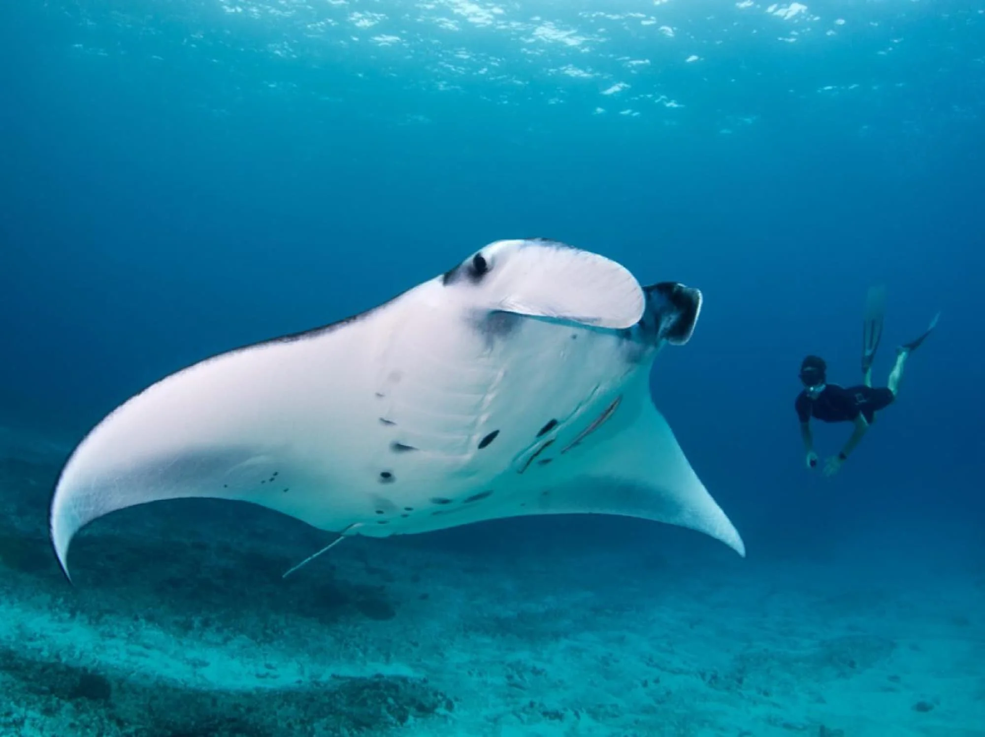 59d36883deecf000018f848e_diving sport.jpg
