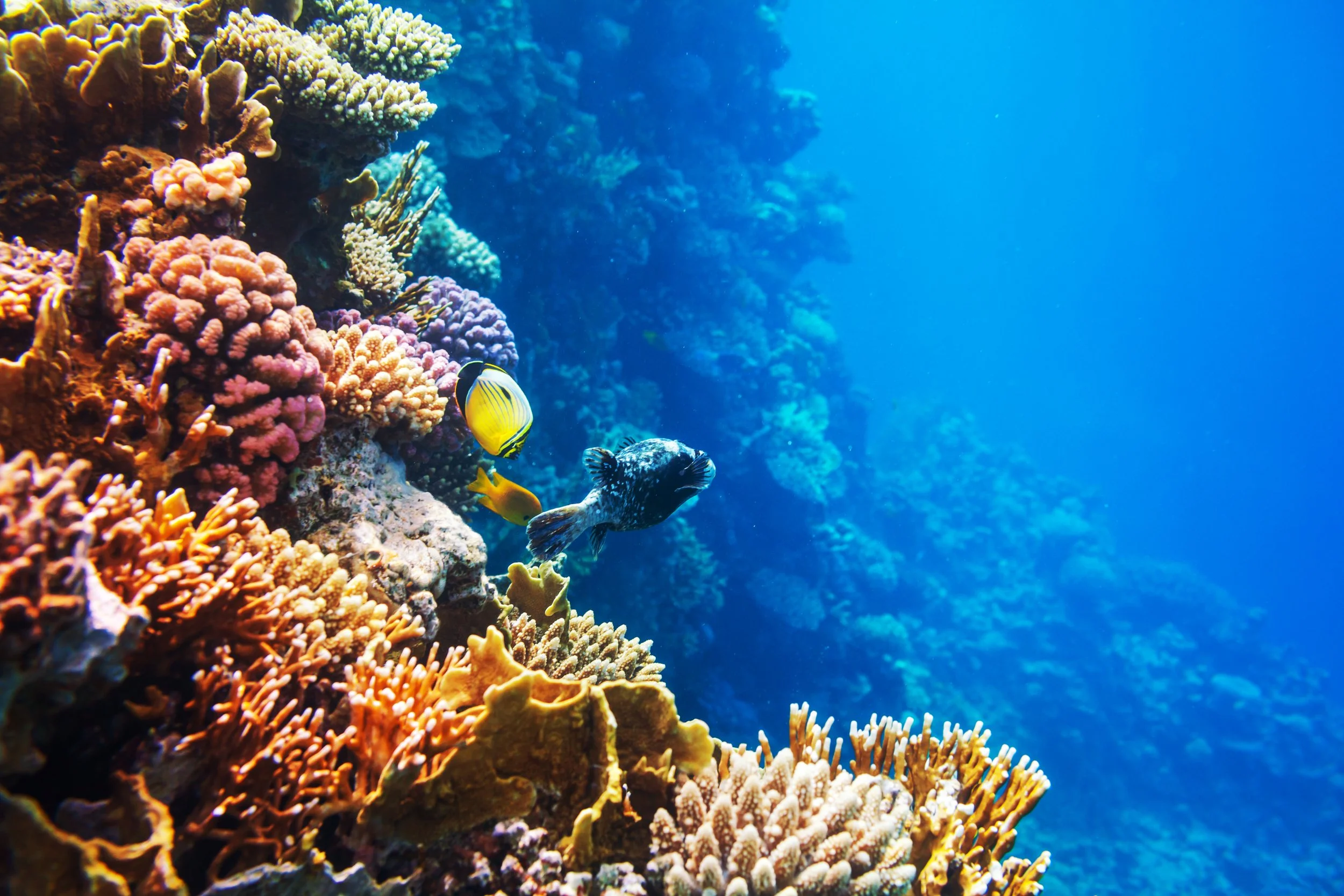 coral-fish-2021-08-26-23-01-18-utc.jpg