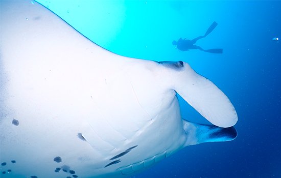 2-Guided-Fun-Dives-Watch-a-majestic-performance-of-Manta-Rays.jpg