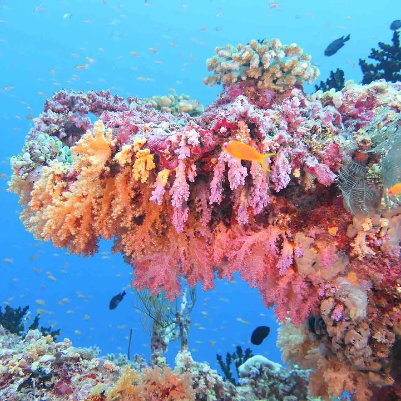 soft-coral-pinnacle.jpg