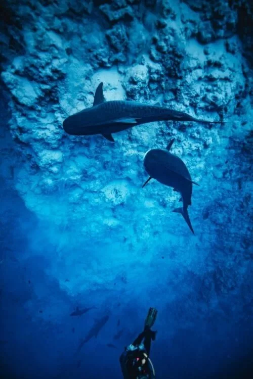 Fuvahmulah-Tiger-Shark-Diving-19-500x750.jpeg