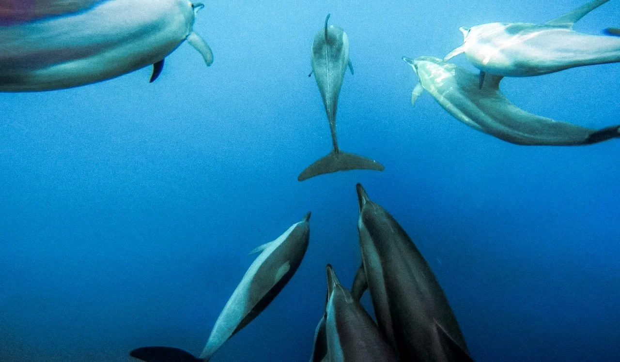 Dolphin6-1280x748.jpg