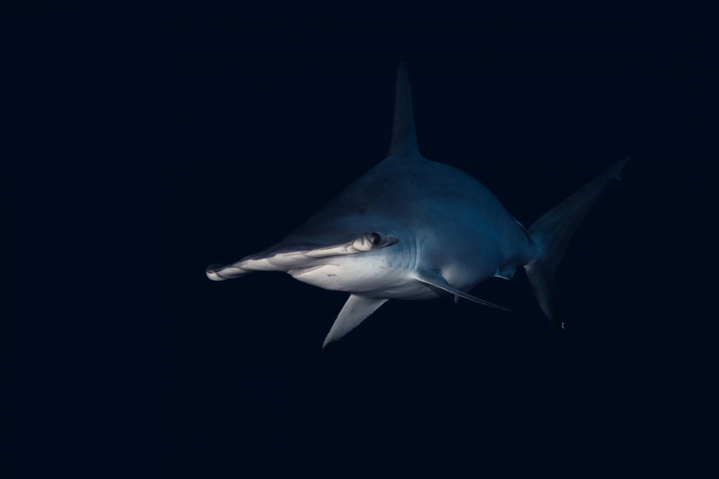 BS20124-scaled.jpg